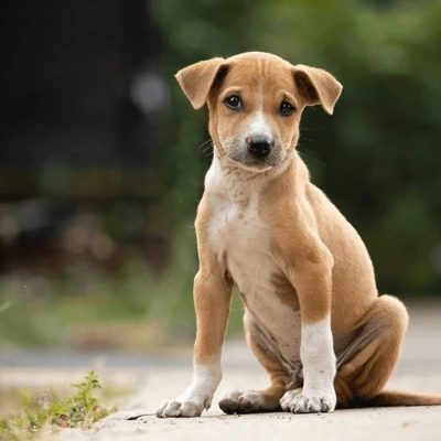 Ashiyana4voiceless